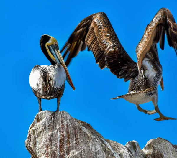 Las Islas Ballestas Pelícano Pelecanus Parte Familia Aves Acuáticas Excelente — Foto de Stock