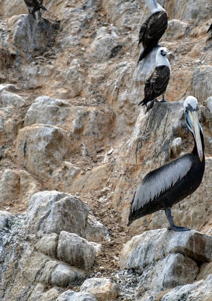 Las Islas Ballestas Pelícano Pelecanus Parte Familia Aves Acuáticas Excelente — Foto de Stock