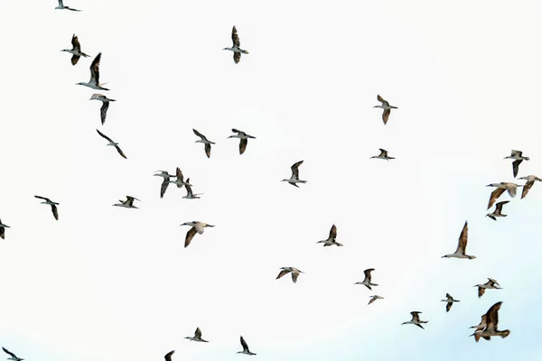 Ballestas Adaları 'ndaki martılar deniz kıyılarında yaşayan su kuşlarıdır, yaklaşık bir güvercin ve bir kartal boyutundadır (30-80 cm). Kuşların yumuşak ve keskin kanatları vardır. Tepesinde ise bükülmüş ve güçlü bir gagaları vardır.