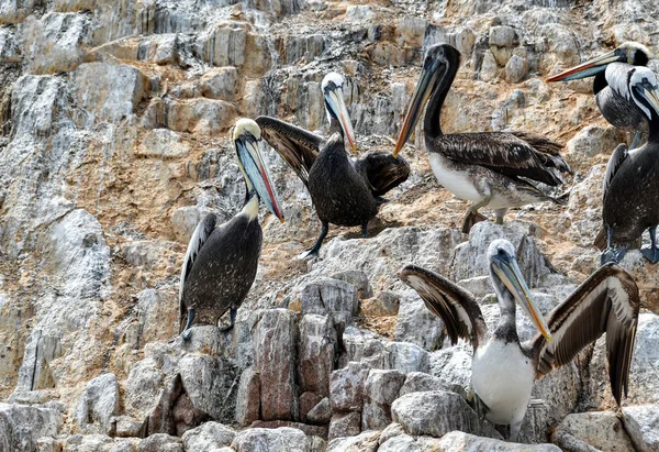 Las Islas Ballestas Pelícano Pelecanus Parte Familia Aves Acuáticas Excelente — Foto de Stock