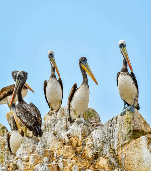 Las Islas Ballestas Pelícano Pelecanus Parte Familia Aves Acuáticas Excelente — Foto de Stock