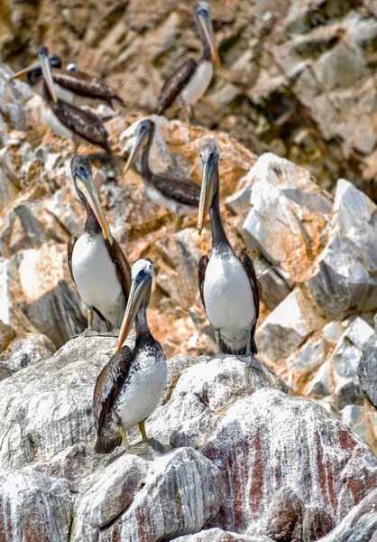 Las Islas Ballestas Pelícano Pelecanus Parte Familia Aves Acuáticas Excelente — Foto de Stock