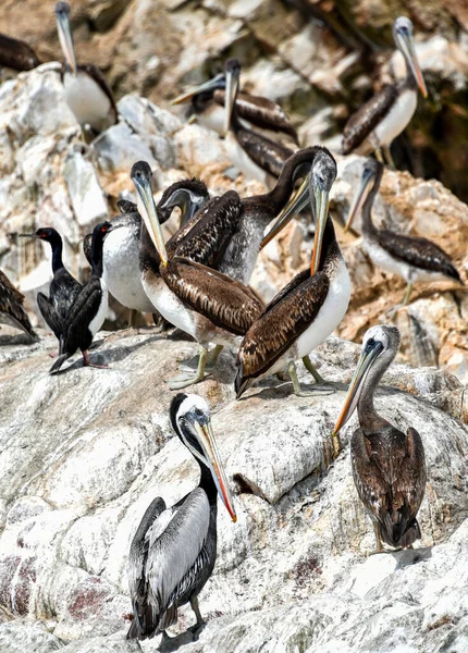 Las Islas Ballestas Pelícano Pelecanus Parte Familia Aves Acuáticas Excelente — Foto de Stock