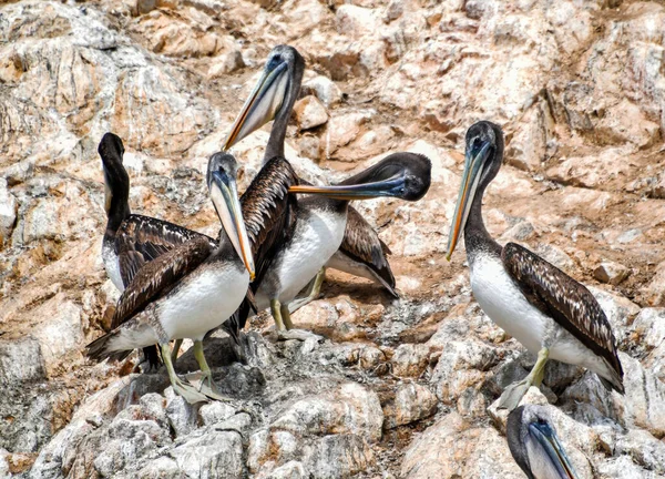 Las Islas Ballestas Pelícano Pelecanus Parte Familia Aves Acuáticas Excelente — Foto de Stock