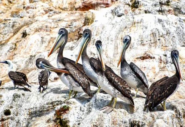 Pelícanos Las Islas Ballestas Parte Familia Las Aves Acuáticas Excelente — Foto de Stock