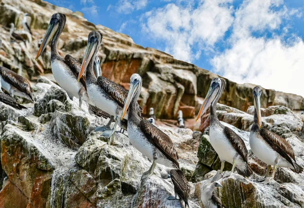 Las Islas Ballestas Pelícano Pelecanus Parte Familia Aves Acuáticas Excelente — Foto de Stock