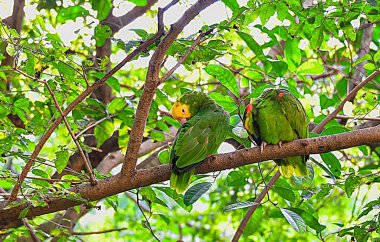 Xcaret Park-Riviera Maya-Meksika tüneli, Meksika 'nın Quintana Ru eyaletinden Karayipler kıyısındaki Riviera Maya' da yer alan bir eğlence parkı, bir tatil beldesi ve eko-turizm geliştirme alanıdır.