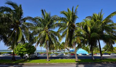 Palmiye, Arecaceae familyasından bir ağaçtır ve genellikle tropik bölgelerde yetişir..