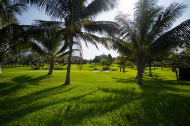 Palmiye, Arecaceae familyasından bir ağaçtır ve genellikle tropik bölgelerde yetişir..