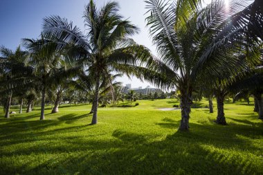 Palmiye, Arecaceae familyasından bir ağaçtır ve genellikle tropik bölgelerde yetişir..