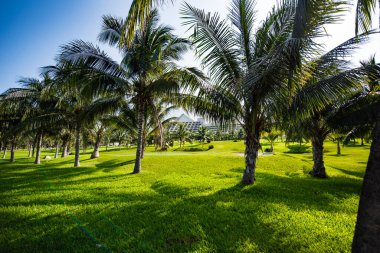 Palmiye, Arecaceae familyasından bir ağaçtır ve genellikle tropik bölgelerde yetişir..