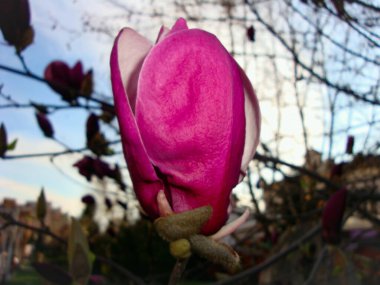  Magnolia eski bir cinstir. Arılardan önce ortaya çıkan çiçeklerin böceklerin tozlaşmasını teşvik etmek için evrimleştiği düşünülür. Tozlaşan böceklerden zarar görmemek için Magnolia çiçek halıları son derece serttir.
