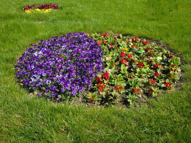 Tarla ibnesi, imparatorun sakalı, kadife, üç benekli kardeşler, ya da tüm mevsimlerde yetişen Avrupa kökenli yabani bir çiçektir. Kuzey Amerika 'ya tanıtıldı, geniş bölgelere yayıldı ve Johnny Jump olarak biliniyor. 