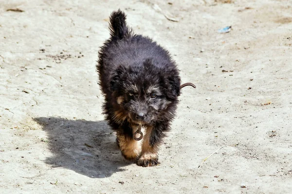 Meisjes Zijn Zwerfhonden Straat Die Een Constante Zorgwekkende Aanwezigheid Zijn — Stockfoto