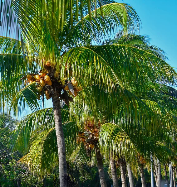 Palmy Cancun Yucatan Mexico Palma Jest Drzewem Rodziny Arecaceae Które — Zdjęcie stockowe