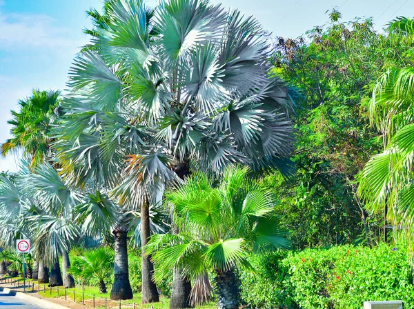 Pohon Palem Cancun Yucatan Mexico Telapak Tangan Adalah Pohon Dalam — Stok Foto