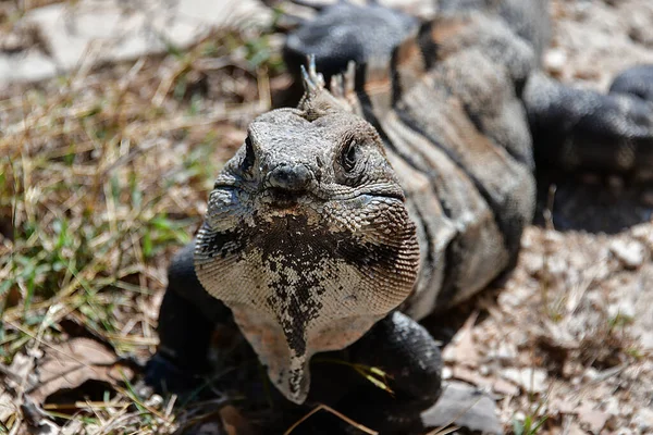 Iguane Uxmal Mexico Iguana Genere Lucertole Erbivore Originarie Aree Tropicali — Foto Stock