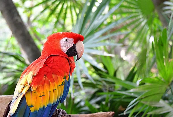 Papagaio Escarlate Vermelho Dos Papagaios Mais Fascinantes Todas Espécies Arara — Fotografia de Stock