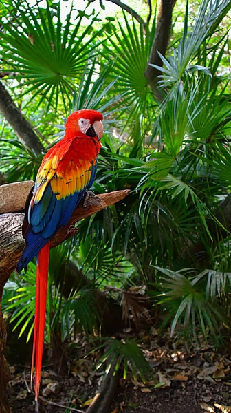 Papagaio Escarlate Vermelho Dos Papagaios Mais Fascinantes Todas Espécies Arara — Fotografia de Stock