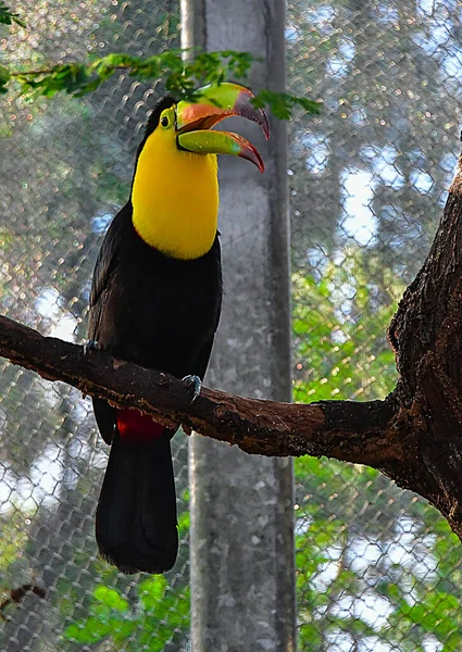 Ramampids Tucanos Ramphastidae São Uma Família Aves Picantes América Central — Fotografia de Stock