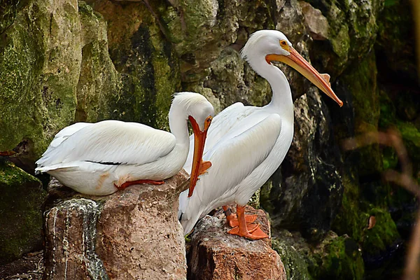 Xcaret Park- Riviera Maya -Mexico- exotic birds-the pelican.is a theme park, a resort and an ecotourism development located in the Riviera Maya,a portion of the Caribbean coast from the Mexican state of Quintana Roo.The park is located south ofCancun