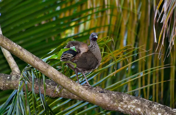 Xcaret Park Riviera Maya México Aves Exóticas Parque Temático Complejo —  Fotos de Stock