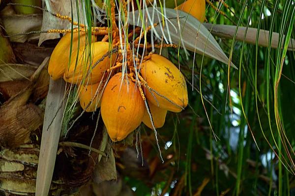 Palmy Cancun Yucatan Mexico Palma Strom Čeledi Arecaceae Který Obvykle — Stock fotografie