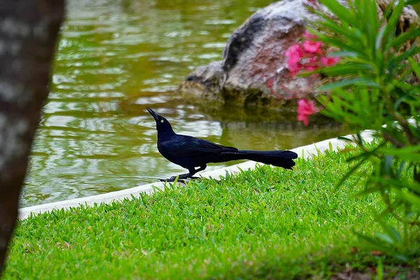 Cancun Hotel Area Pláže Moře Bazény Palmy Tropická Vegetace Lázeňské — Stock fotografie