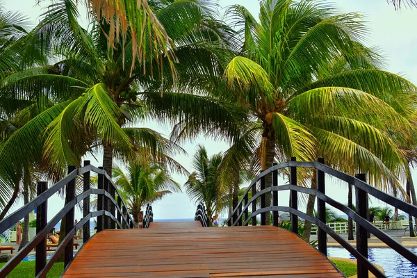 Palmeiras Cancun Yucatan México Palmeira Uma Árvore Família Arecaceae Que — Fotografia de Stock