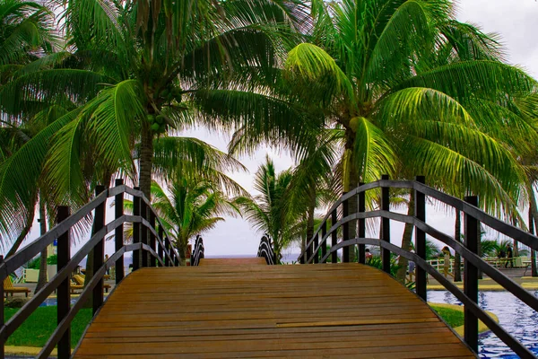 Palmy Cancun Yucatan Mexico Palma Jest Drzewem Rodziny Arecaceae Które — Zdjęcie stockowe