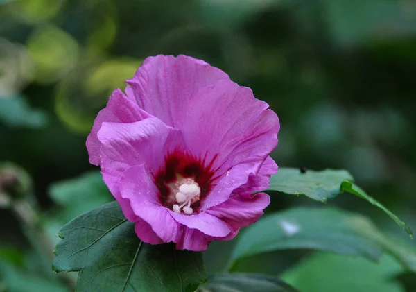 Volbura Est Une Espèce Plante Originaire Europe Asie Est Une — Photo