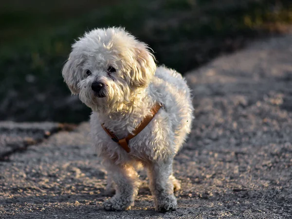 ペット犬 犬は無条件の愛のために私たちの感情的な幸福を確保し したがって 一人暮らしの人々のための良い会社と救済です — ストック写真