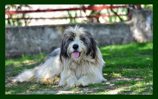 Romanya Karpatyalı Çoban Köpeği (kısaca CRC), Romen çobanlar tarafından Karpatlar 'da sürüleri korumak için yüzyıllardır kullanılan bir köpektir.