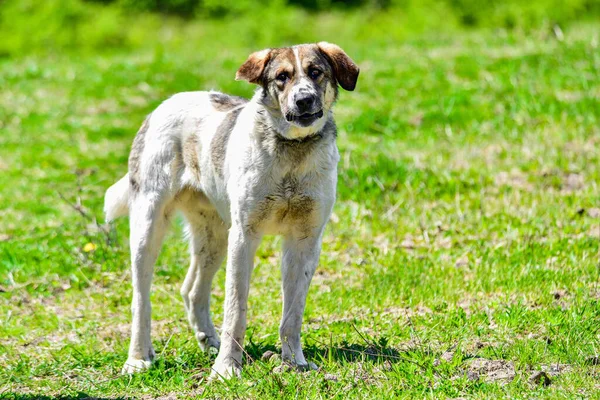 ルーマニアのカルパティア羊飼い犬 ルーマニア語 Carpathian Shepherd Dog Crc 何世紀にもわたってカルパティアの羊飼いが群れを守るために使った犬であり 優れた番人である — ストック写真