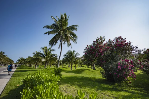 Пальма Дерево Семейства Arecaceae Которое Обычно Растет Тропиках — стоковое фото