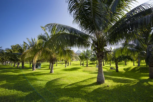 Dłoń Jest Drzewem Rodziny Arecaceae Które Zwykle Rośnie Tropikach — Zdjęcie stockowe