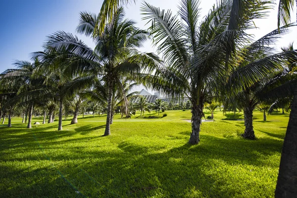 Dłoń Jest Drzewem Rodziny Arecaceae Które Zwykle Rośnie Tropikach — Zdjęcie stockowe