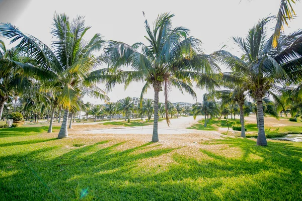 Palma Albero Della Famiglia Delle Arecaceae Che Cresce Solitamente Tropici — Foto Stock