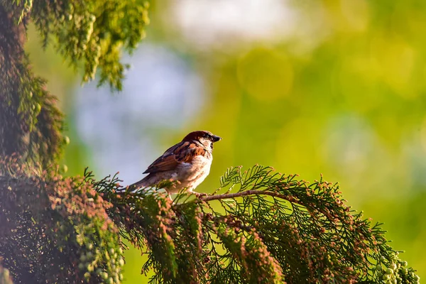 Passero Targu Jiiudiverse Specie Della Famiglia Passeridae Ordine Passeriformes Riuniscono — Foto Stock