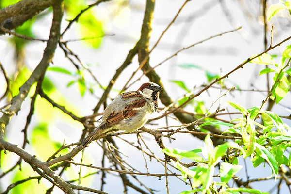 Parrow Targu Jiiuseveral Species Passeridae Family Order Passeriformes Gather Name — стоковое фото