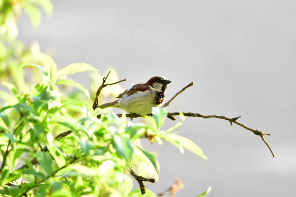 Parrow Targu Jiiuseveral Species Passeridae Family Order Passeriformes Gather Name — стоковое фото