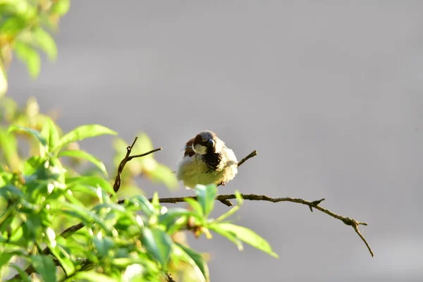 Parrow Targu Jiiuseveral Species Passeridae Family Order Passeriformes Gather Name — стоковое фото