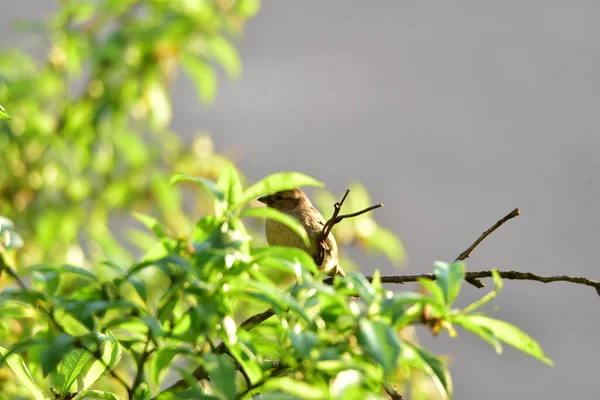 Gorrión Targu Jiiuvarias Especies Familia Passeridae Orden Passeriformes Reúnen Bajo — Foto de Stock