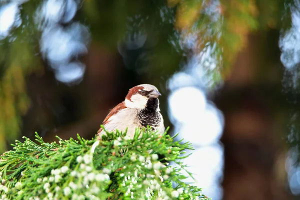 Parrow Targu Jiiuseveral Species Passeridae Family Order Passeriformes Gather Name — стоковое фото