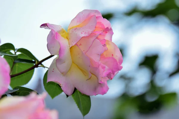 Die Rose Rosa Ist Eine Zierpflanzengattung Aus Der Familie Der — Stockfoto
