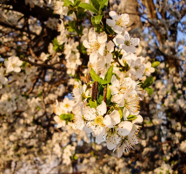 Cherry Prunus Avium Fruit Tree Belonging Taxonomic Genus Prunus Family — Stock Photo, Image