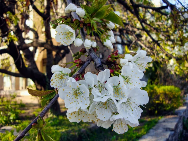 Cherry Prunus Avium Fruit Tree Belonging Taxonomic Genus Prunus Family — Stock Photo, Image