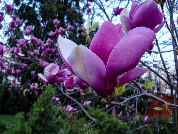 Magnolia Jest Starym Rodzajem Pojawiając Się Przed Pszczołami Uważa Się — Zdjęcie stockowe