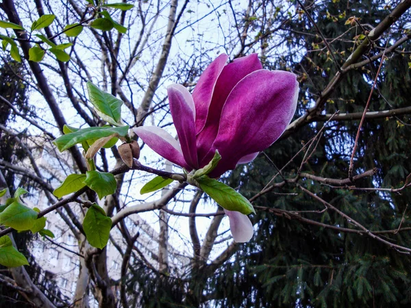 Magnolia Jest Starym Rodzajem Pojawiając Się Przed Pszczołami Uważa Się — Zdjęcie stockowe