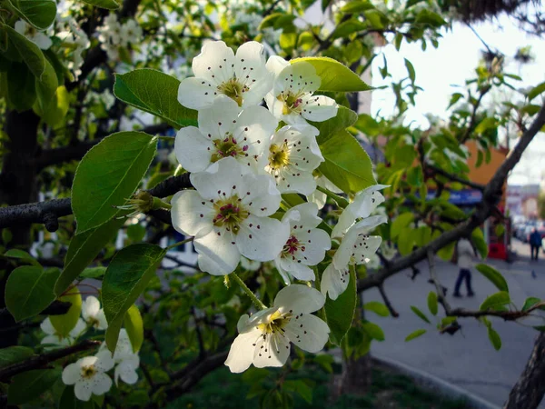 Kiraz Prunus Avium Prunus Familyasından Bir Meyve Ağacı Avyum Terimi — Stok fotoğraf